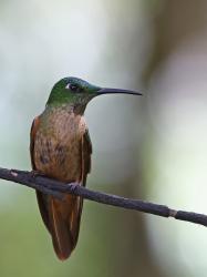 Foto Diamante Pechigamuza