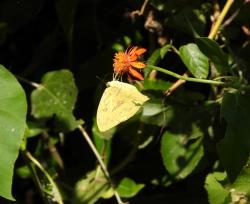 Foto Azufrada Coluda