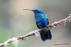 Foto Colibrí Grande