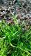 Poa annua