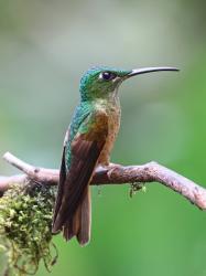 Foto Diamante Pechigamuza
