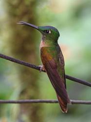 Foto Diamante Pechigamuza
