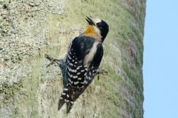 Foto Carpintero del Cardón