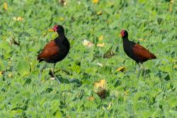 Foto Jacana
