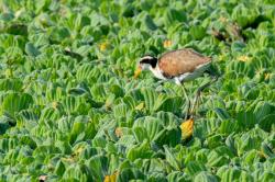 Foto Jacana
