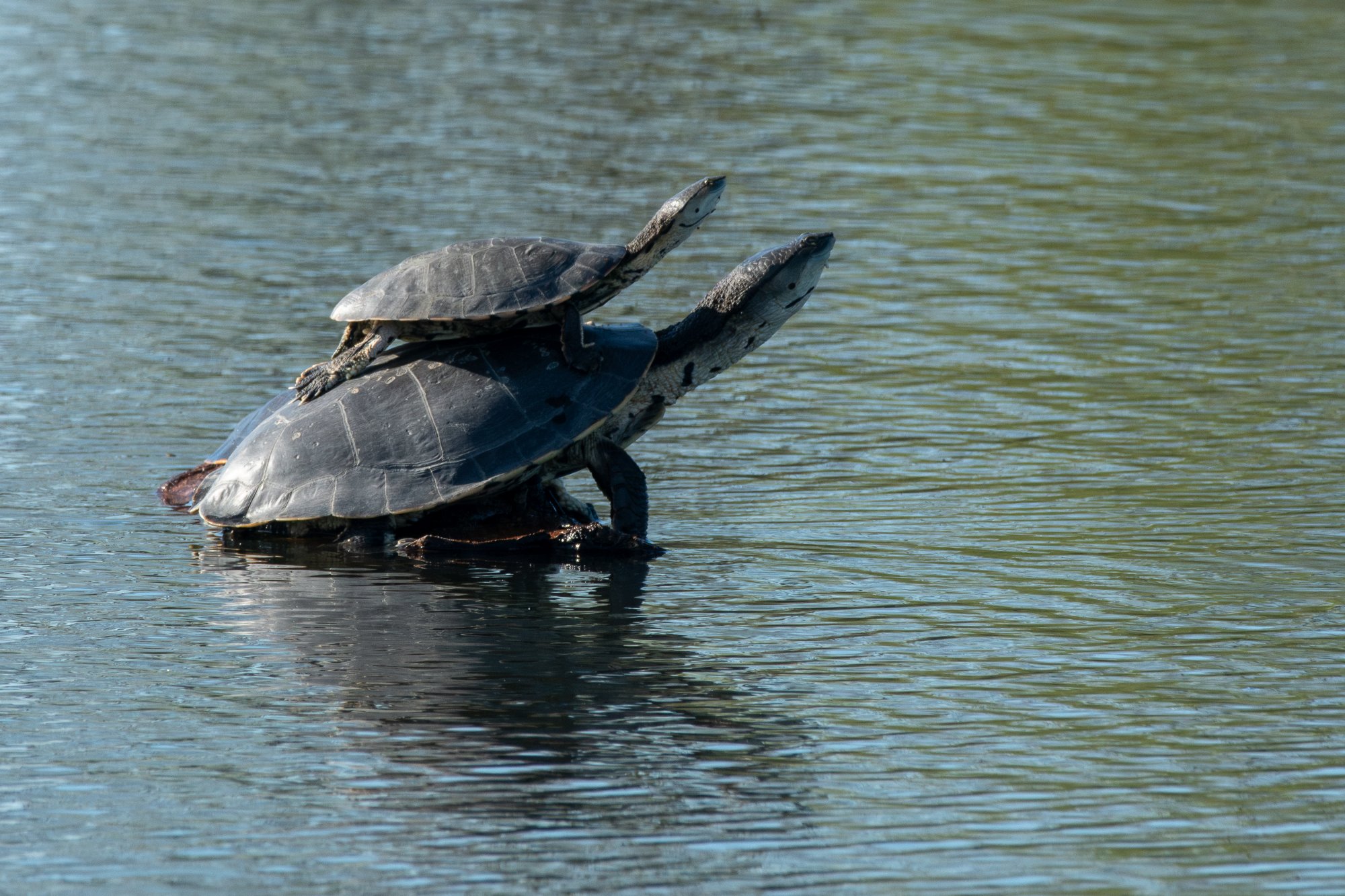 Foto Tortuga de Laguna