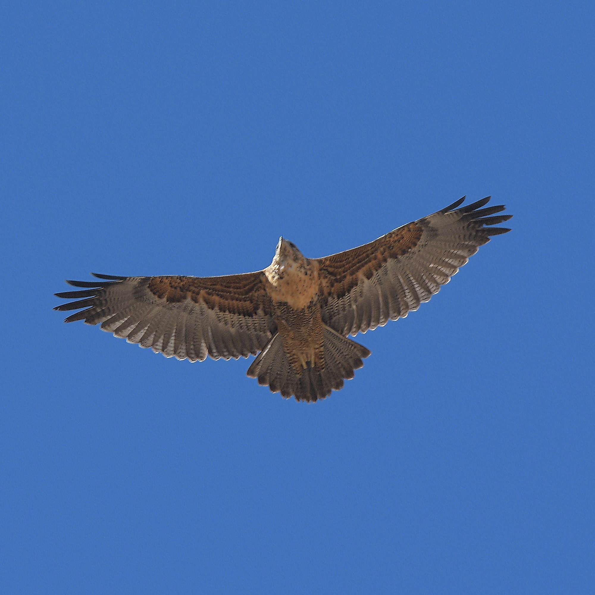 Foto Águila Mora