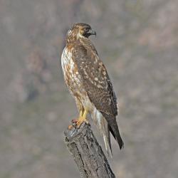 Foto Aguilucho Común