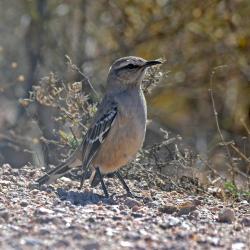 Foto Calandria Mora