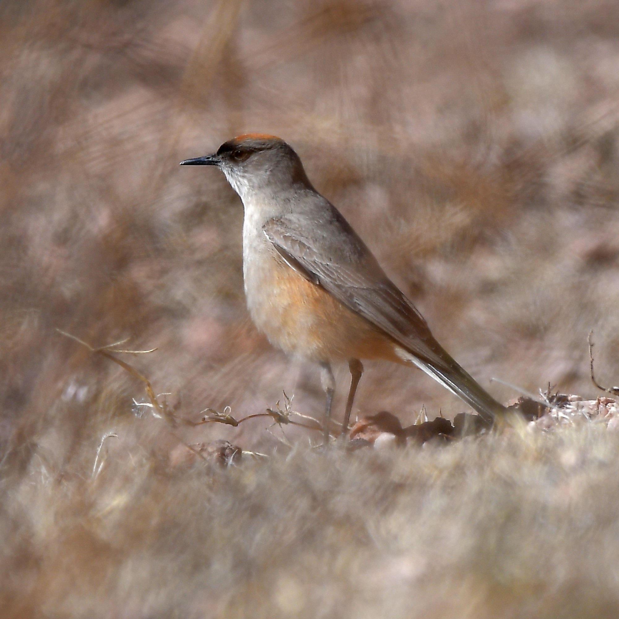 Foto Dormilona Canela