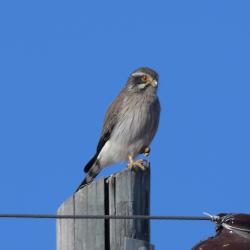 Foto Halconcito Gris