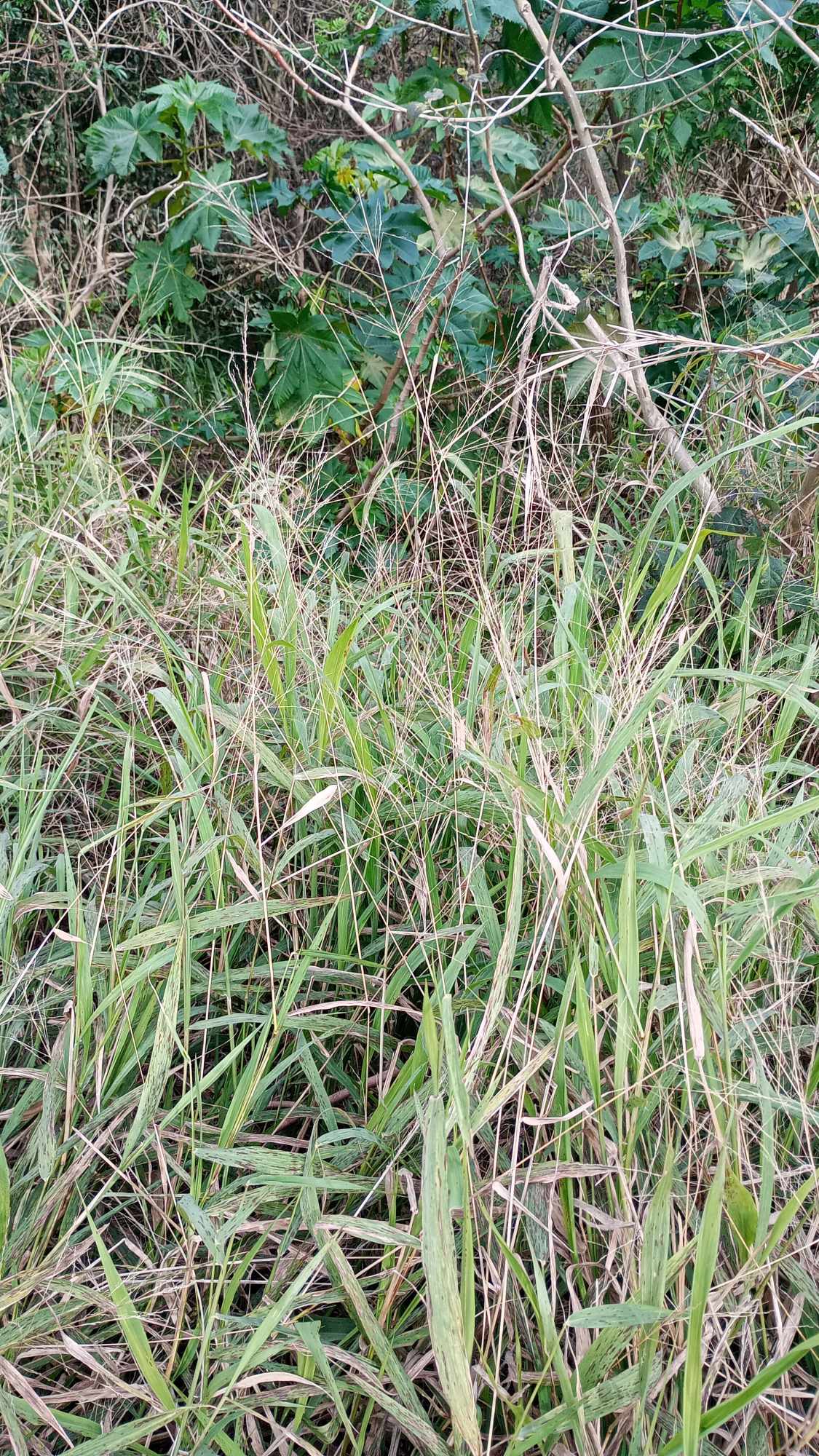 Foto Pasto De Guinea