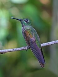 Foto Diamante Pechigamuza