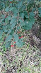 Photo Cotoneaster