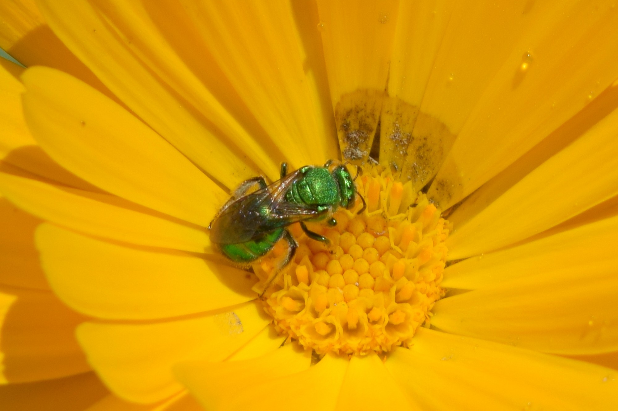 Foto Abeja del Sudor