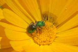Foto Abeja del Sudor