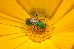 Foto Abeja del Sudor