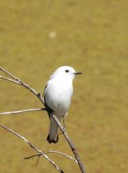 Foto Monjita Blanca
