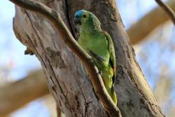Photo Loro Hablador