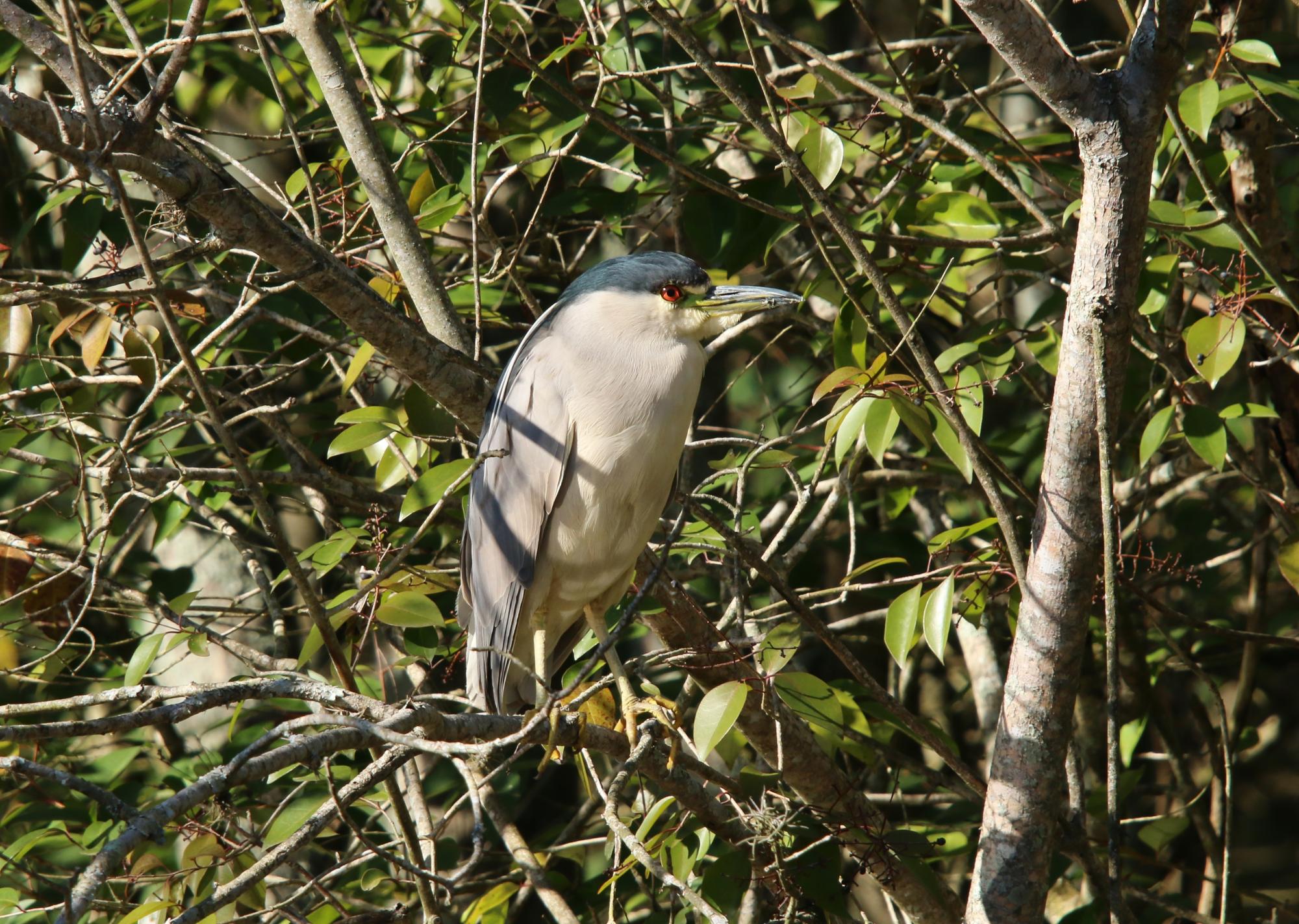 Photo Garza Bruja
