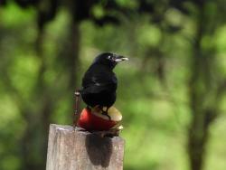 Foto Frutero Negro