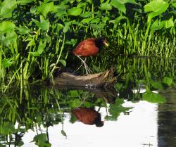 Foto Jacana
