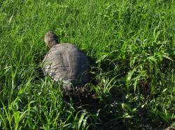 Foto Tortuga de Laguna