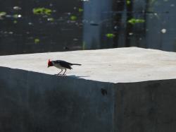 Foto Cardenal Común