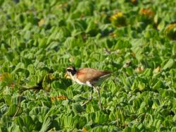 Foto Jacana