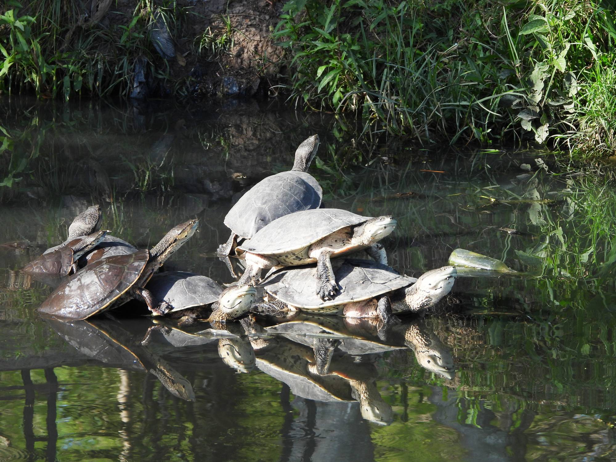 Foto Tortuga de Laguna