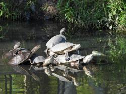 Foto Tortuga de Laguna