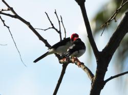 Foto Cardenilla