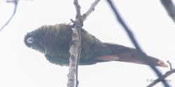 Foto Chiripepé Cabeza Verde
