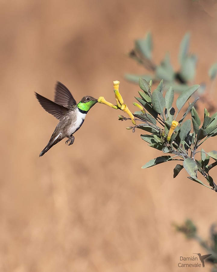White-sided Hillstar (Oreotrochilus leucopleurus)