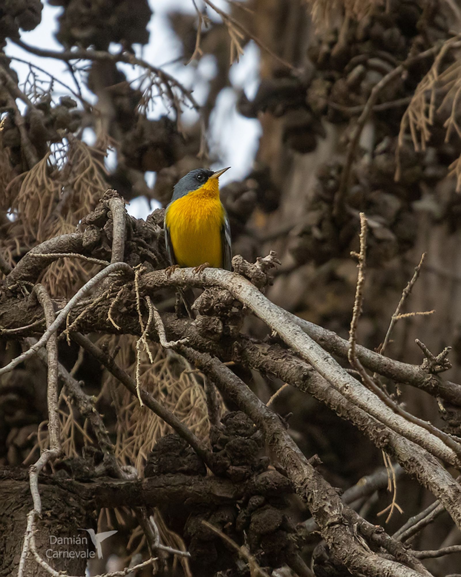 Tropical Parula (Setophaga pitiayumi)