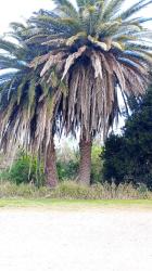Photo Palmera Canaria