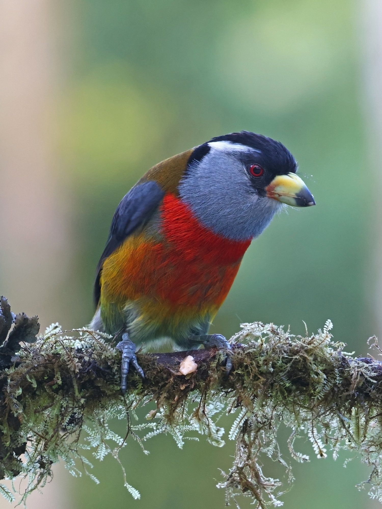 Foto Barbudo Tucan
