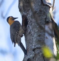 Foto Carpintero Campestre