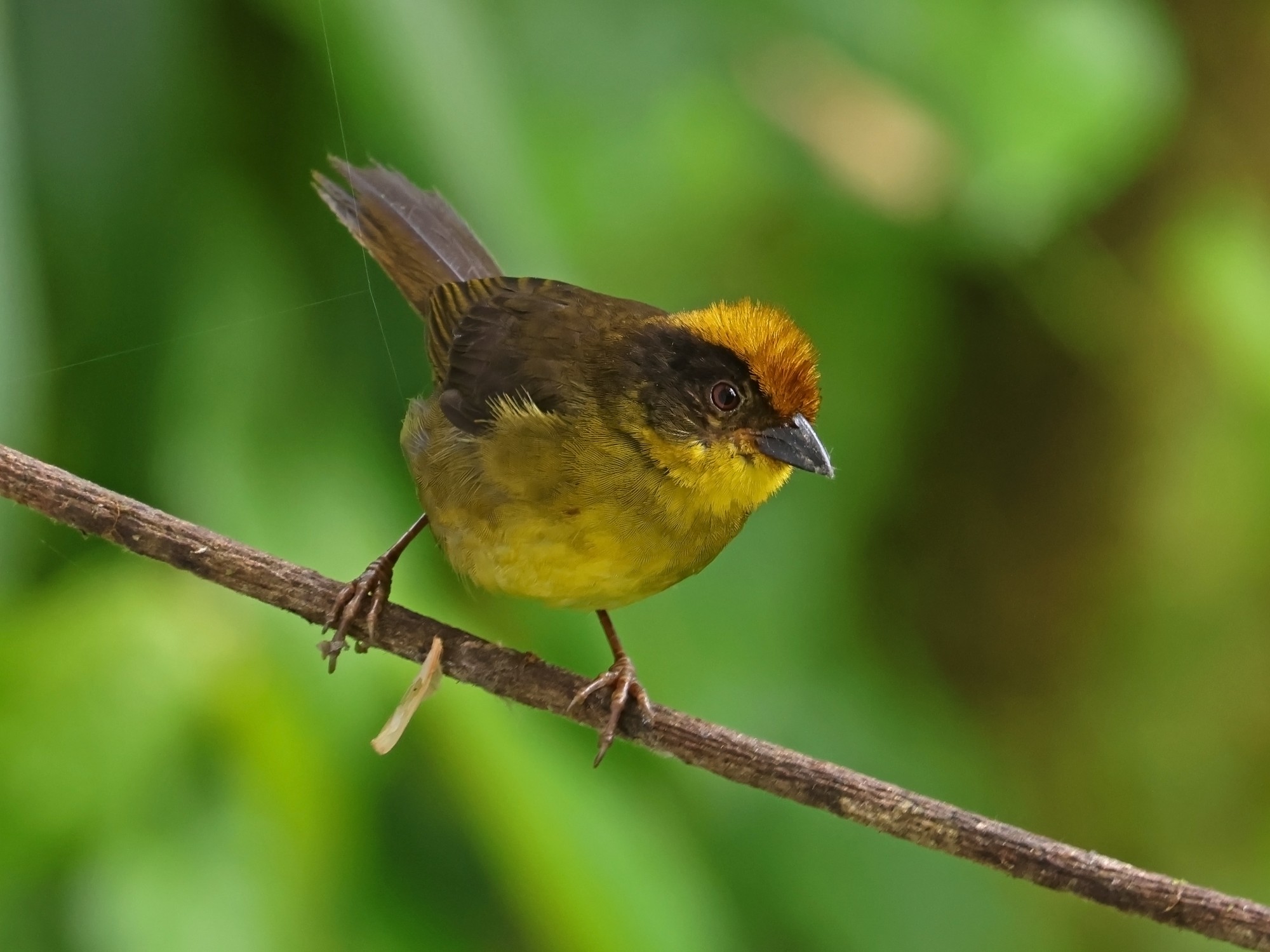 Foto Atlapetes Del Chocó