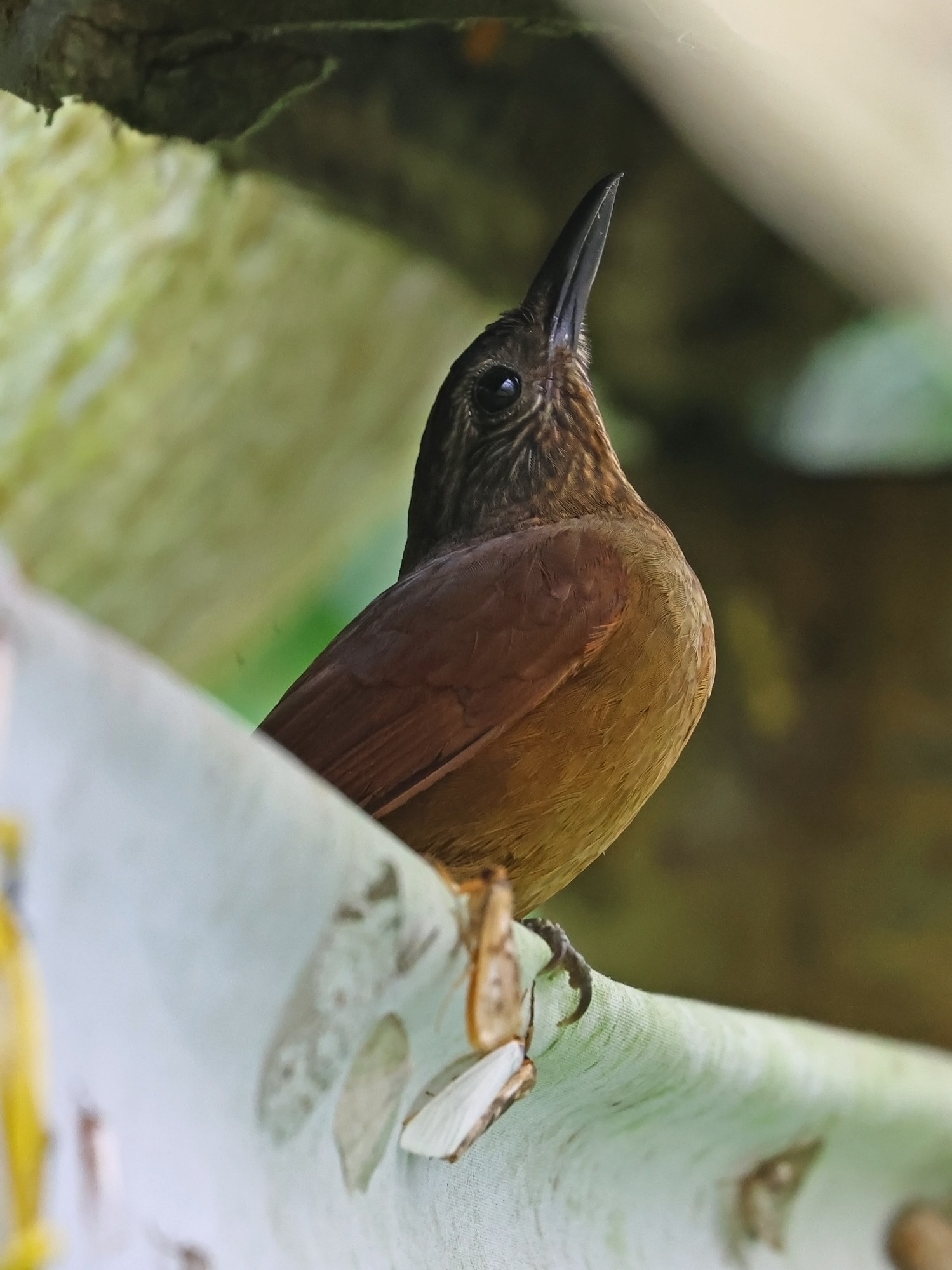 Thripadectes&nbsp;virgaticeps