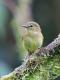  (Myiophobus flavicans)