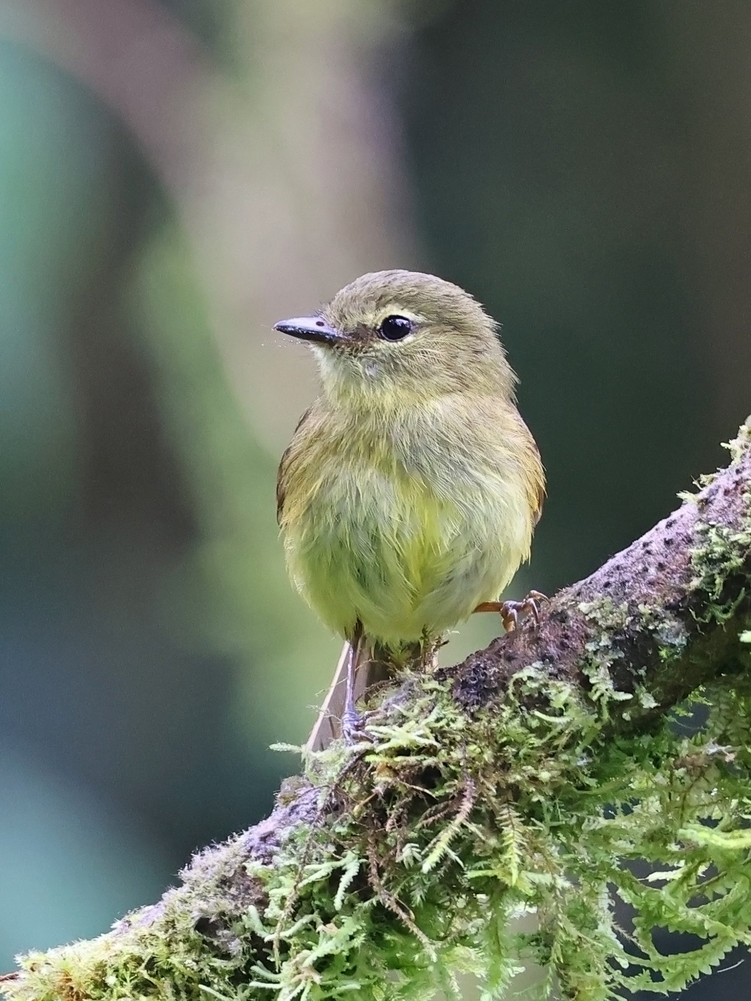 Myiophobus&nbsp;flavicans