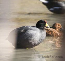 Foto Gallareta Andina