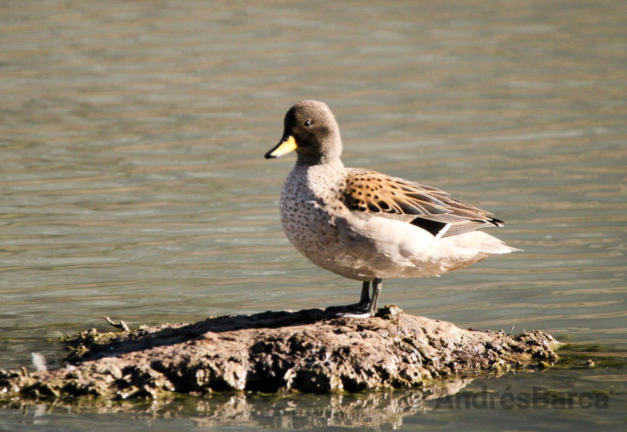 Foto Pato Barcino