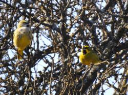Foto Cardenal Amarillo