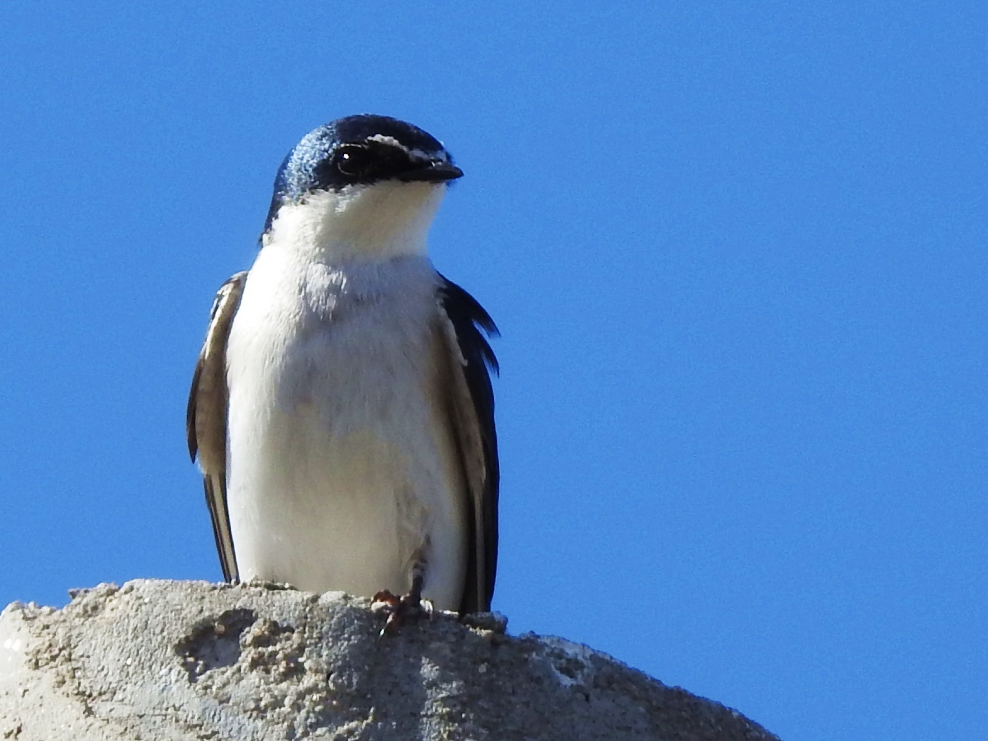 Photo Golondrina Ceja Blanca