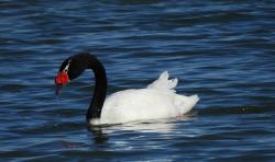 Foto Cisne Cuello Negro