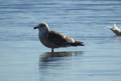 Photo Gaviota Cocinera
