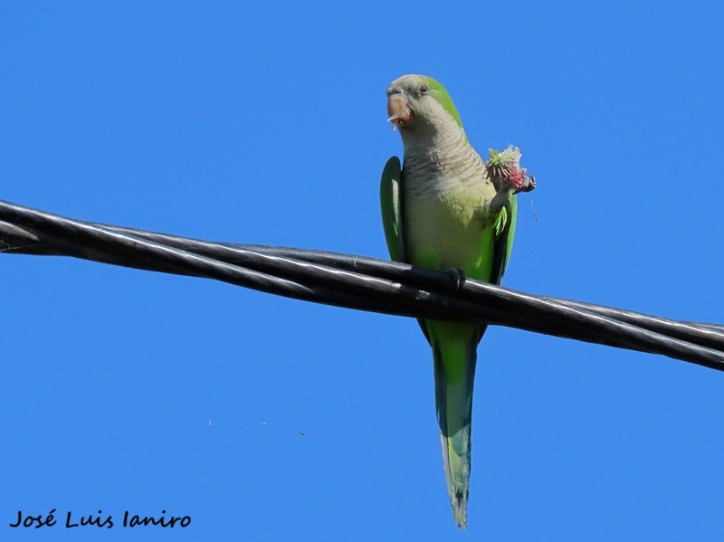 Photo Cotorra