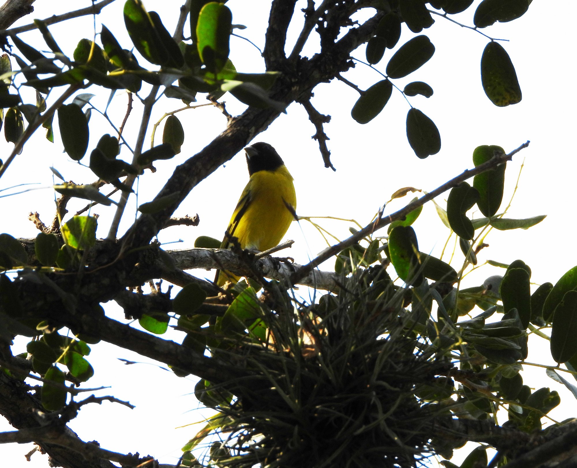 Photo Cabecitanegra Común